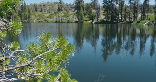 Pine tree branch overlooking calm waters of Loch Leven Lake