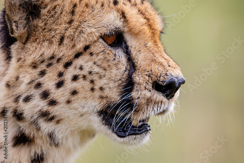 Detailed side portrait of a wild cheetah