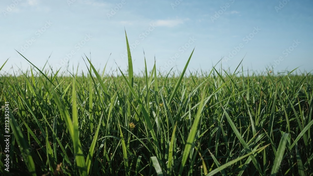 Obraz premium A field of tall green grass under a blue sky with some clouds.