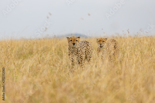 Photography Two cheetahs walking through golden savanna grass
