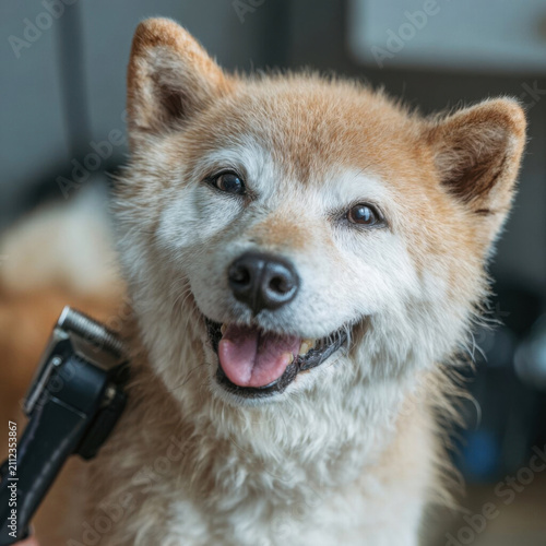 Happy Shiba Inu dog getting groomed with clipper, showcasing its fluffy fur and joyful expression