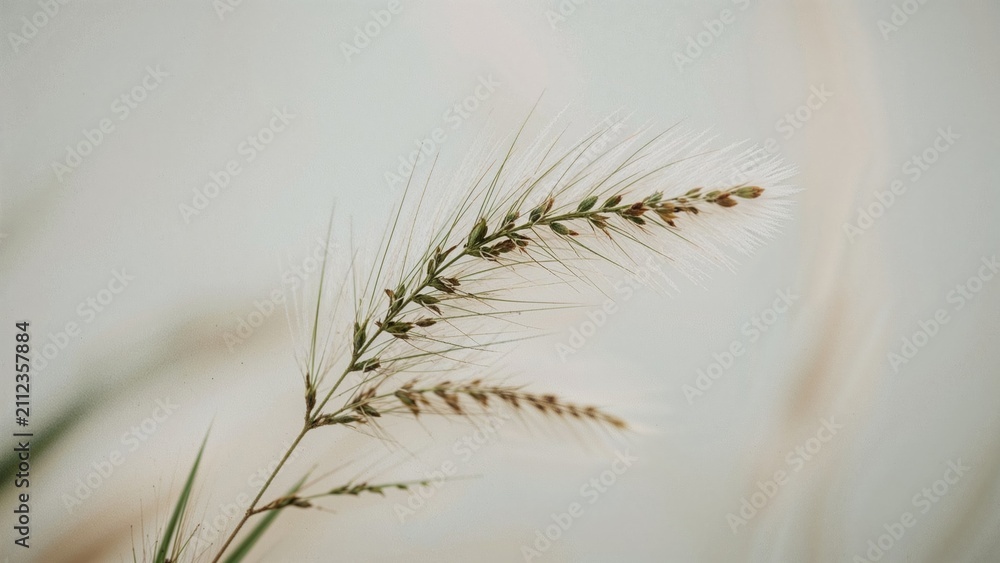 Obraz premium Close-up of a wheat plant with delicate kernels and spikes against a soft, neutral background.