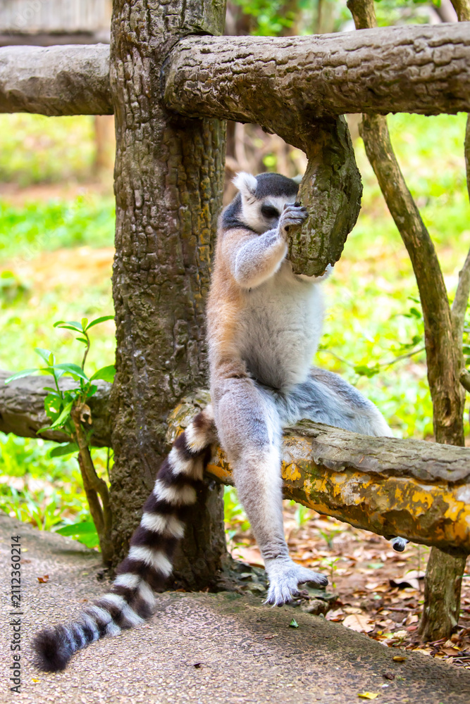 Fototapeta premium Ring-tailed lemur resting on a tree branch. Iconic Madagascar primate with a striped tail. Close-up of a lemur sitting in the trees.
