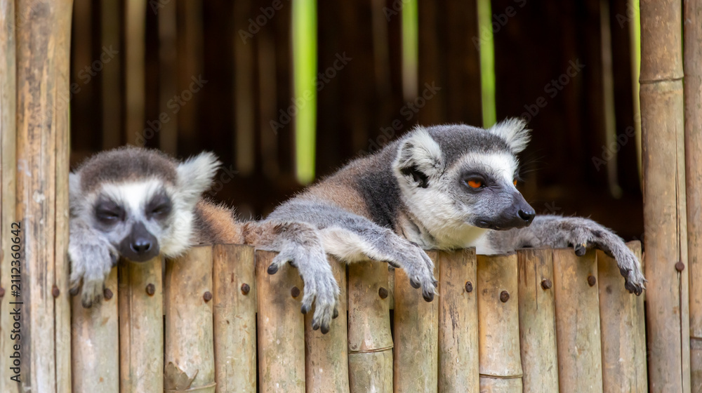 Fototapeta premium A ring-tailed lemur rests in a wooden house. These famous Madagascar primates have expressive faces. A close-up portrait of a lemur.