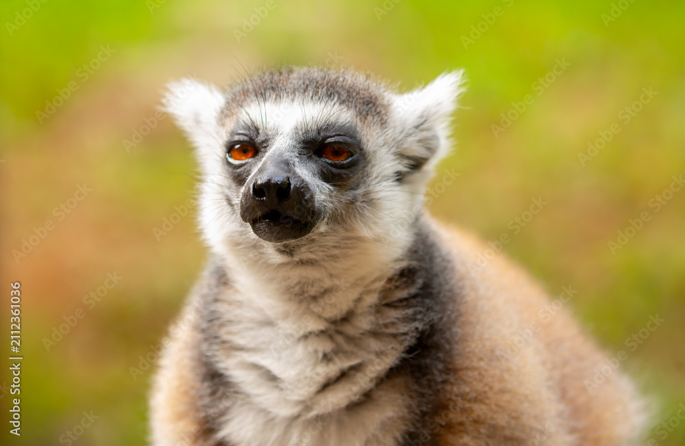 Fototapeta premium Ring-tailed lemur resting on a tree branch. Iconic Madagascar primate with a striped tail. Close-up of a lemur sitting in the trees.