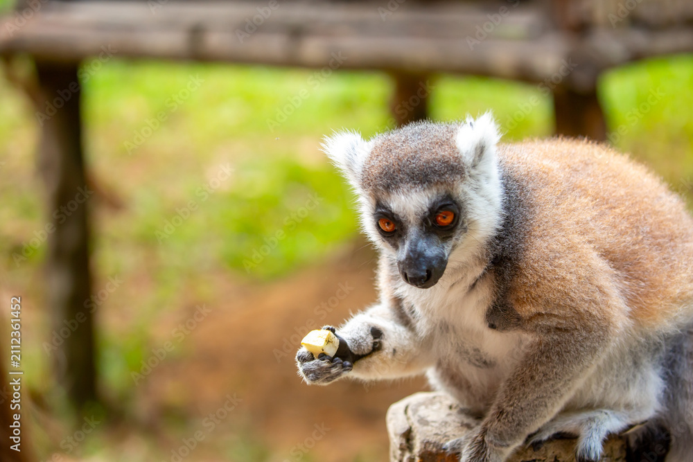 Fototapeta premium Ring-tailed lemur resting on a tree branch. Iconic Madagascar primate with a striped tail. Close-up of a lemur sitting in the trees.