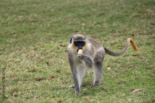 Photography Vervet monkey sitting on green grass and eating a piece of food