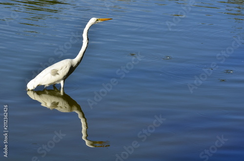 Fotografie Great egret standing in blue water with perfect reflection