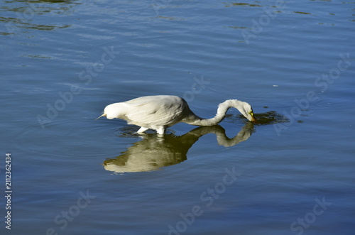 Fotografie Great egret dipping bill into lake water with symmetrical reflection