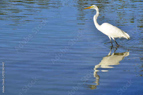 Fotografie Great egret standing in blue water with reflection and copy space