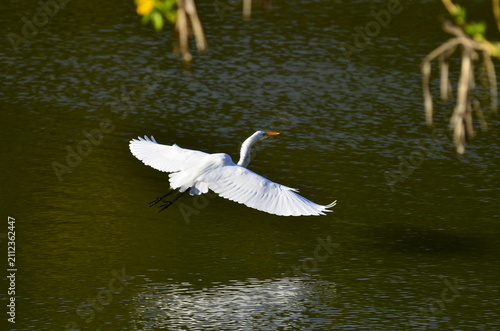 Fotografie Great egret flying low over green water with wings spread