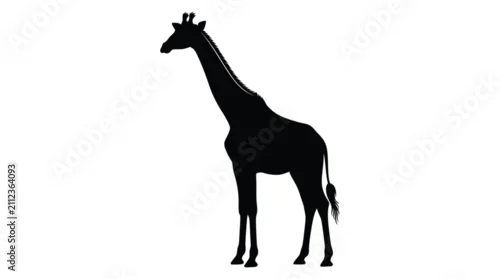 Obraz Giraffe Silhouette Against A White Background Monochrome Animal Shape