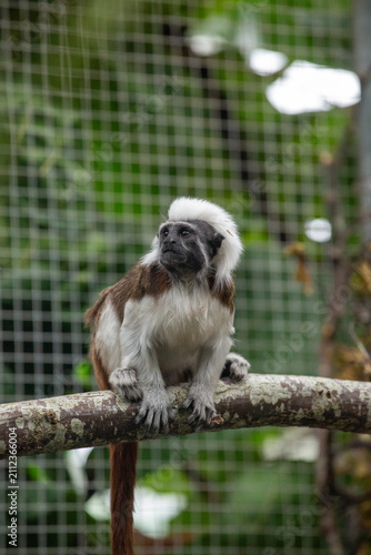 Cotton-top Tamarin