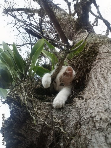 Canvas Print White Kitten Turkish Angora Perched in Tree Image