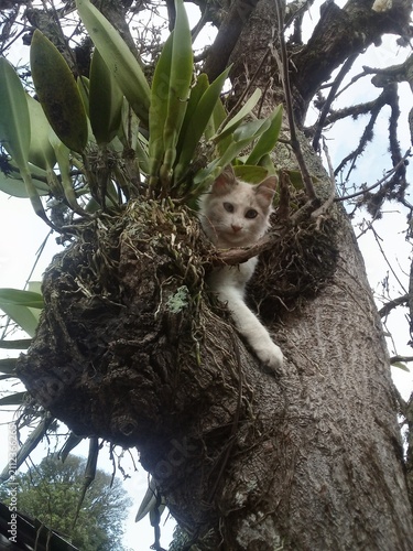 Photography White Kitten Turkish Angora Perched in Tree Image