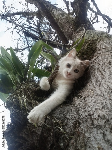 Photography White Kitten Turkish Angora Perched in Tree Image