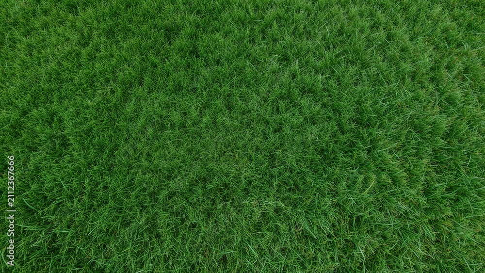 Fototapeta premium A close-up of lush green grass on the ground.