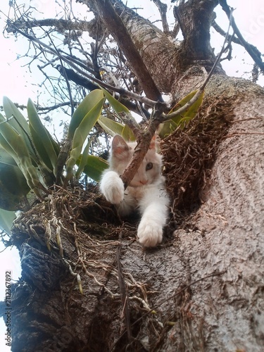 Photography White Kitten Turkish Angora Perched in Tree Image