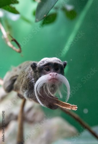 Emperor Tamarin