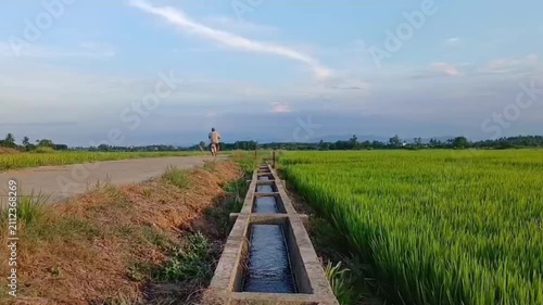 Motorbike Rider on Rural Road Next to Rice Fields