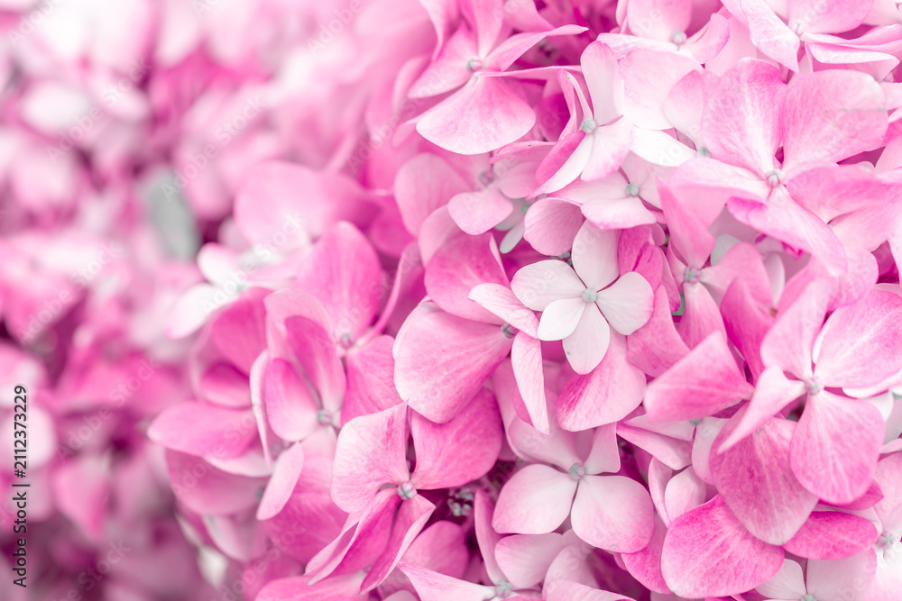 Obraz premium Pink flowers close up. Bouquet of purple flowers. City flower beds, a beautiful and well-groomed garden with flowering bushes.