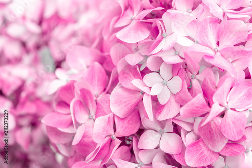 Pink flowers close up. Bouquet of purple flowers. City flower beds, a beautiful and well-groomed garden with flowering bushes.