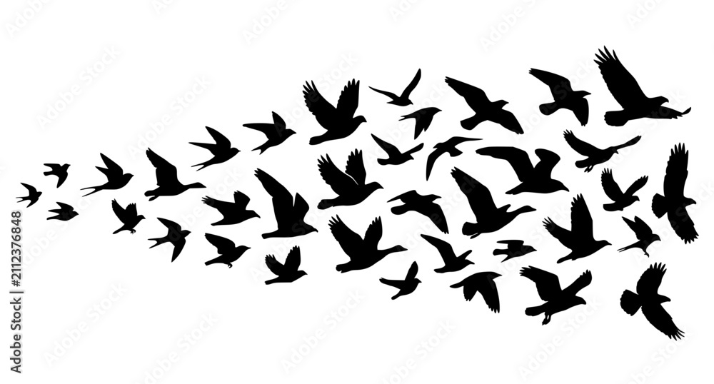 Fototapeta premium Panoramic Flying Bird Flock Silhouette Vector Set with Diverse Flight Poses Isolated on White