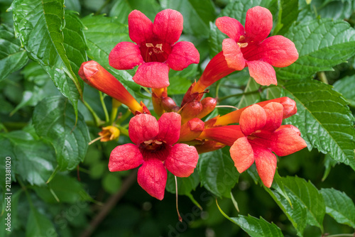 Red- orange beautiful  flower  campsis in the garden.Trumpet creeper, trumpet vine.