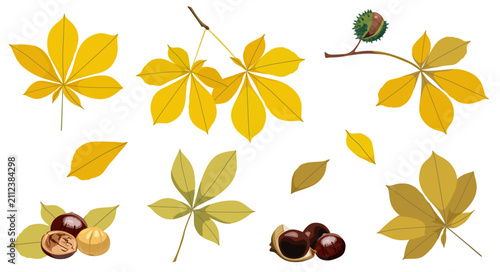 Quadro su tela Vector collection of autumn botanical elements featuring horse chestnut leaves, branches, chestnut fruits, whole and opened nuts