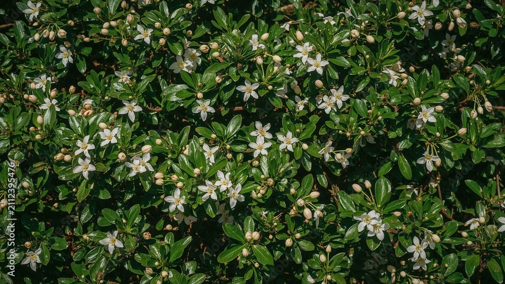 Fototapeta premium A dense cluster of green leaves and white flowers forming a lush plant.
