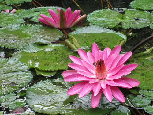Quadro su tela Vibrant pink water lily flowers blooming on a pond with green lily pads
