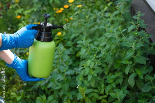 Fotografie Hand holding green pressure spray bottle treating catnip plant in garden