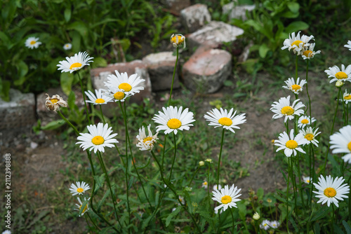 Leucanthemum superbum flowers blooming in ecological garden setting  