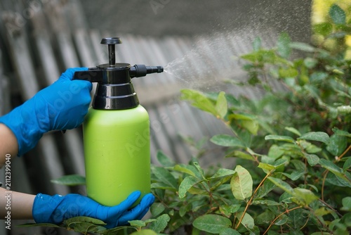 Fotografie Hand holding green pressure spray bottle treating honeysuckle shrub