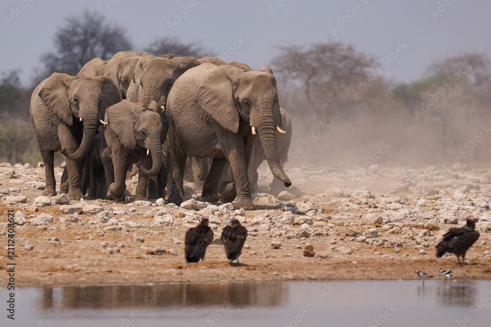 Obraz premium Herd of African Elephant (Loxodonta africana) approaching a waterhole in Etosha National Park in Namibia. Mixed group of vultures in the foreground.