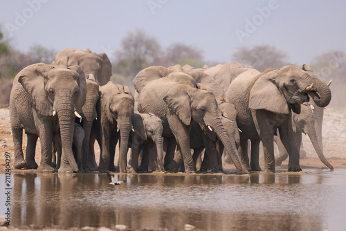 Herd of African Elephant (Loxodonta africana) at a waterhole in Etosha National Park in Namibia