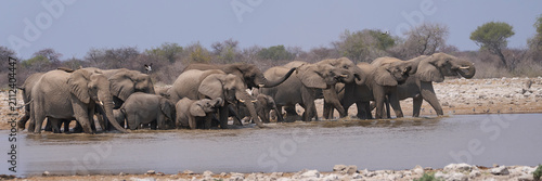 Herd of African Elephant (Loxodonta africana) at a waterhole in Etosha National Park in Namibia