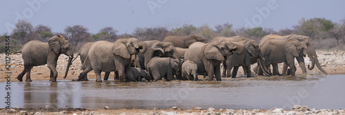 Herd of African Elephant (Loxodonta africana) at a waterhole in Etosha National Park in Namibia