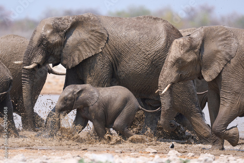 Herd of African Elephant (Loxodonta africana) at a waterhole in Etosha National Park in Namibia