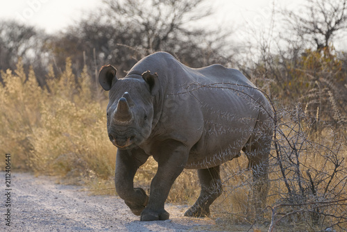 Black Rhinoceros (Diceros bicornis) in arid vegetation in Etosha National Park, Namibia
