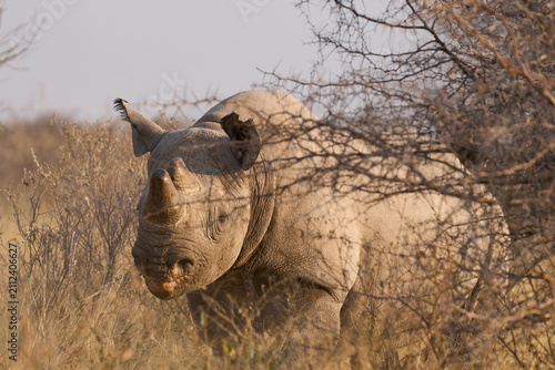 Black Rhinoceros (Diceros bicornis) in arid vegetation in Etosha National Park, Namibia