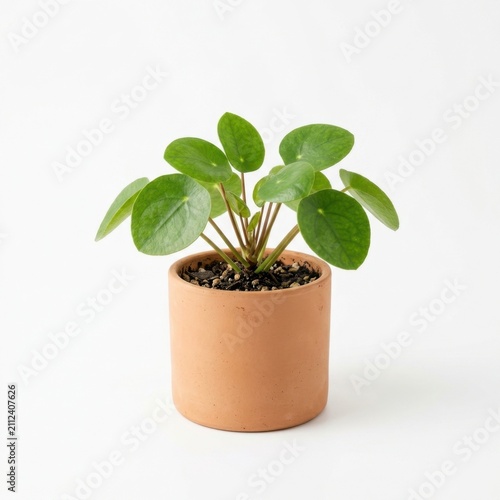 Small Desk Plant in Modern Pot Isolated on White Background