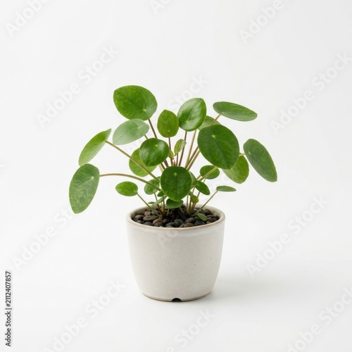 Small Desk Plant in Modern Pot Isolated on White Background