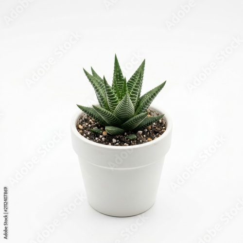 Small Desk Plant in Modern Pot Isolated on White Background