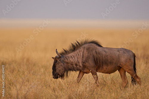 Blue Wildebeest (Connochaetes taurinus) in the parched landscape of Etosha National Park, Namibia