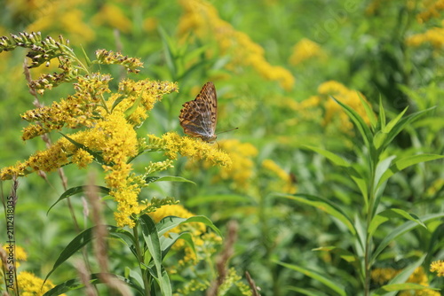Canvas Print A butterfly