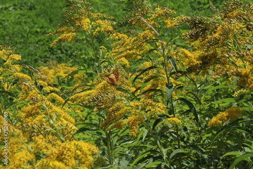 goldenrod with butterflies