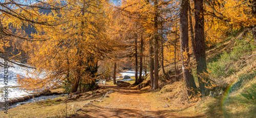 path crossing an alpine forest with larch trees  in beautiful golden colors  ...