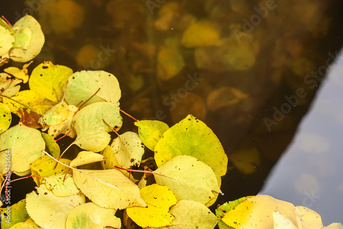 Leaves float on still water in a natural setting during autumn season in a park