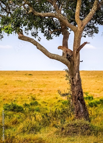 African leopard resting high in a savanna tree